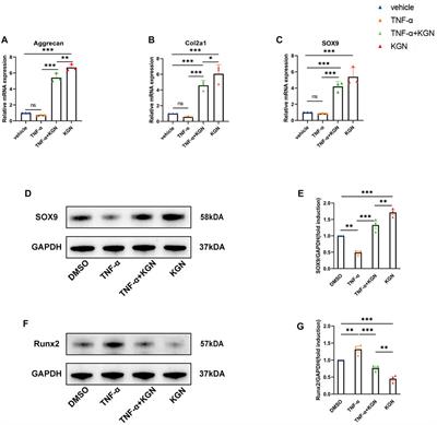 Intra-articular injection of kartogenin promotes fibrocartilage stem cell chondrogenesis and attenuates temporomandibular joint osteoarthritis progression